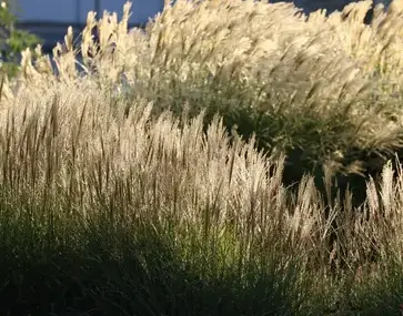 phytoépuration Noyant-Villages-3